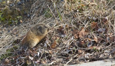 Lemming