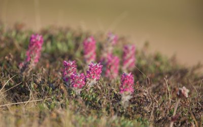 'Arctische' bloemen/'Arctic' flowers