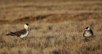 Middelste Jager/Pomarine Skua