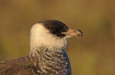 Middelste Jager/Pomarine Skua