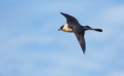 Middelste Jager/Pomarine Skua