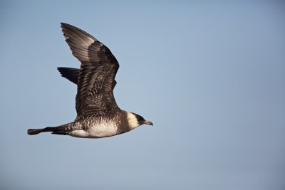 Middelste Jager/Pomarine Skua