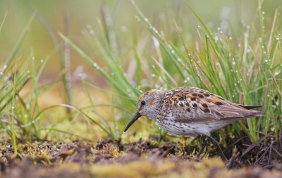 Alaskastrandloper/Western Sandpiper