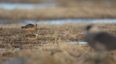 Grote Grijze Snip/Long-billed Dowitcher