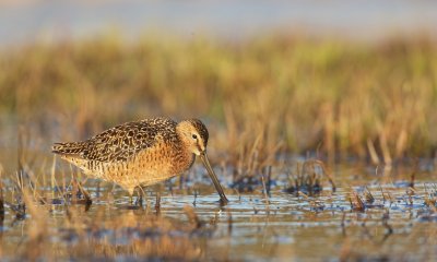 Grote Grijze Snip/Long-billed Dowitcher