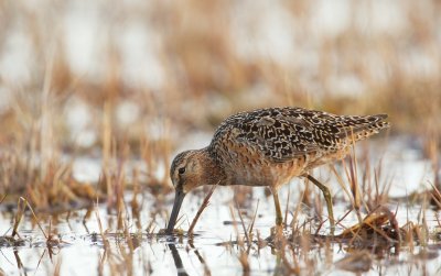 Grote Grijze Snip/Long-billed Dowitcher