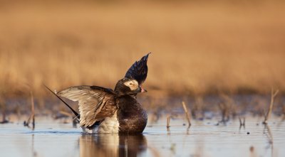 IJseend/Long-tailed Duck