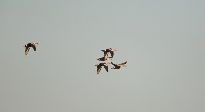 Koningseider/King Eider