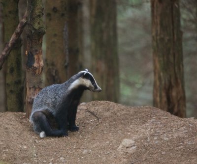Das/Badger