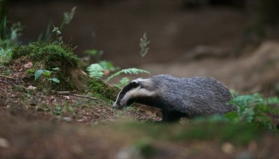 Das/Badger