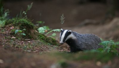 Das/Badger