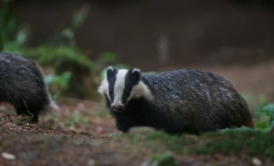 Das/Badger