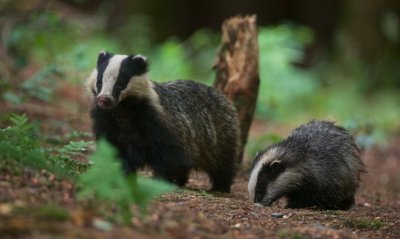 Das/Badger