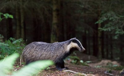 Das/Badger
