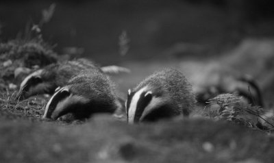 Das/Badger