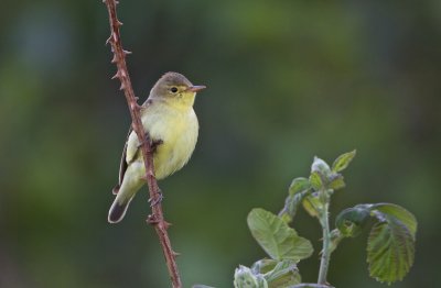 Spotvogel/Icterine Warbler