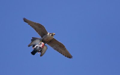 Slechtvalk/Peregrine Falcon