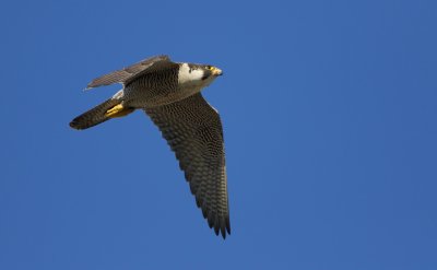 Slechtvalk/Peregrine Falcon