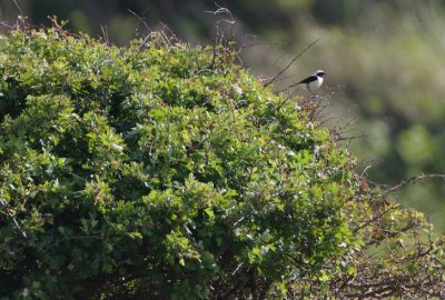 Oostelijke Blonde Tapuit/Black-eared Wheatear