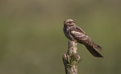 Nachtzwaluw/Nightjar