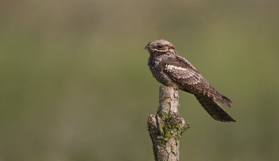 Nachtzwaluw/Nightjar