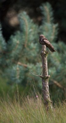 Nachtzwaluw/Nightjar