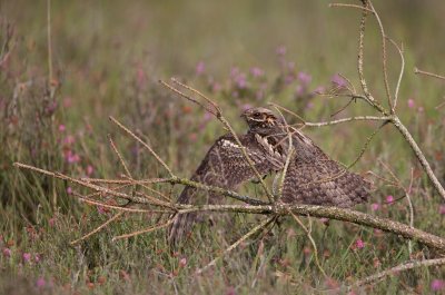 Nachtzwaluw/Nightjar