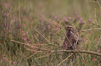 Nachtzwaluw/Nightjar