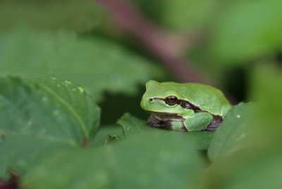 Boomkikker/European Tree Frog