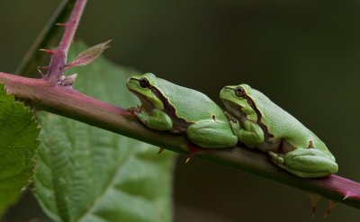 Boomkikker/European Tree Frog