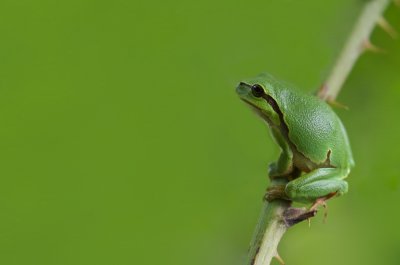 Boomkikker/European Tree Frog