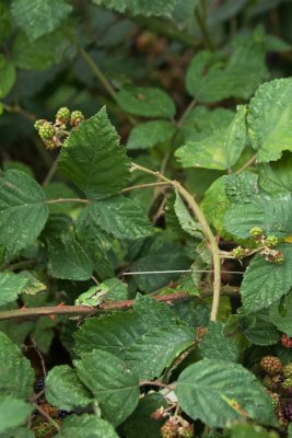 Boomkikker/European Tree Frog