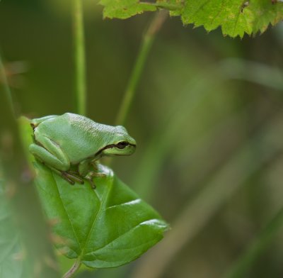 Boomkikker/European Tree Frog