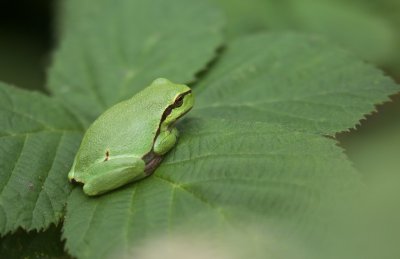 Boomkikker/European Tree Frog