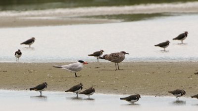 Reuzenstern/Caspian Tern