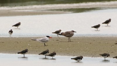 Reuzenstern/Caspian Tern