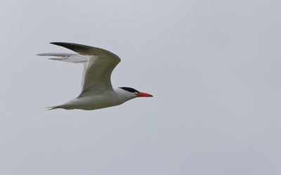 Reuzenstern/Caspian Tern