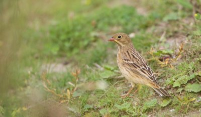 Ortolaan/Ortolan Bunting