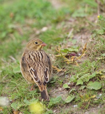 Ortolaan/Ortolan Bunting