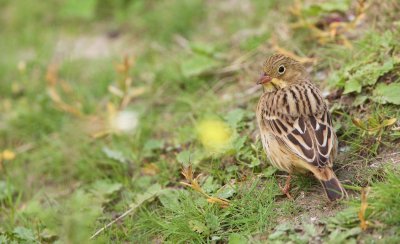 Ortolaan/Ortolan Bunting