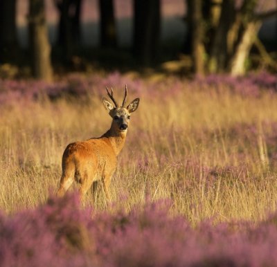 Ree/Roe Deer