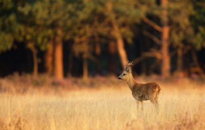 Ree/Roe Deer