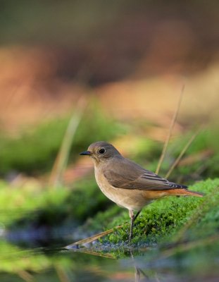 Gekraagde Roodstaart/Redstart