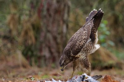 Buizerd/Buzzard