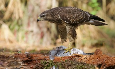 Buizerd/Buzzard