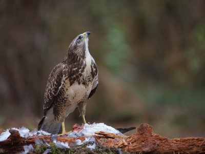 Buizerd/Buzzard