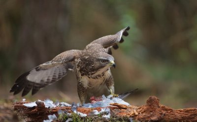 Buizerd/Buzzard