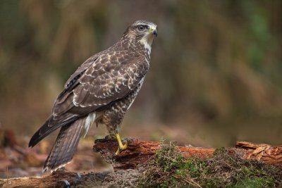 Buizerd/Buzzard