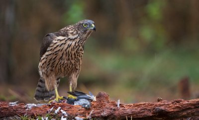 Havik/Goshawk