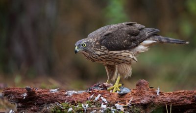 Havik/Goshawk